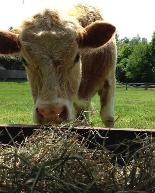 A close-up of a brown and white cow eating hay in a sunny green pasture.
