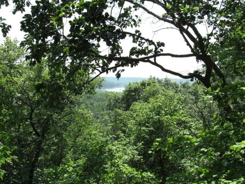 A lush green forest with trees framing a distant view of a lake and hills under a bright sky.