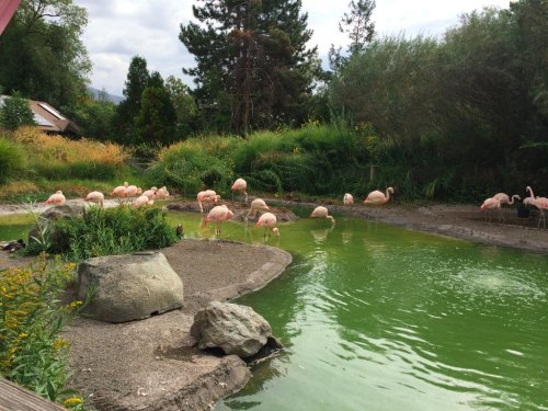 A group of pink flamingos wading near a green pond, surrounded by lush greenery and rocks.