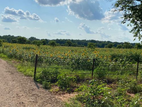 A sunny field of sunflowers beside a gravel path, with trees and clouds in the background.