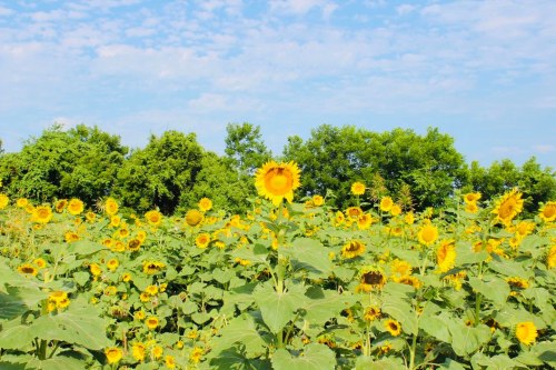 A vibrant field of sunflowers under a blue sky, with lush green trees in the background.