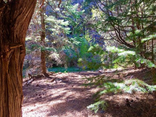 A serene forest scene with trees framing a view of a tranquil green pond in the background. Sunlight filters through the leaves.