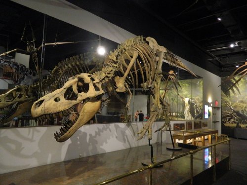 A large dinosaur skeleton displayed in a museum, showcasing its skull and bones against a dark background.