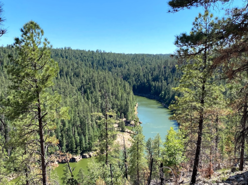 A scenic view of a river winding through a dense forest of pine trees under a clear blue sky.