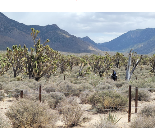 A person sits among Joshua trees in a desert landscape with mountains in the background under a cloudy sky.