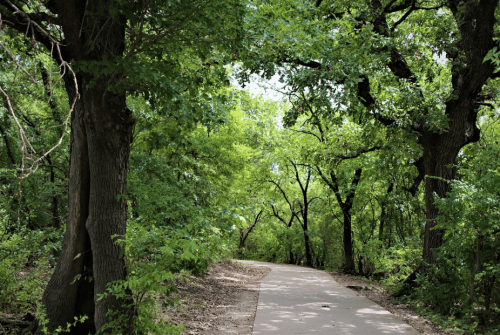 A serene pathway winding through lush green trees in a peaceful forest setting.
