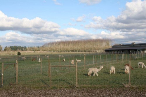 A grassy field with several alpacas grazing, surrounded by a fence and a building in the background under a cloudy sky.