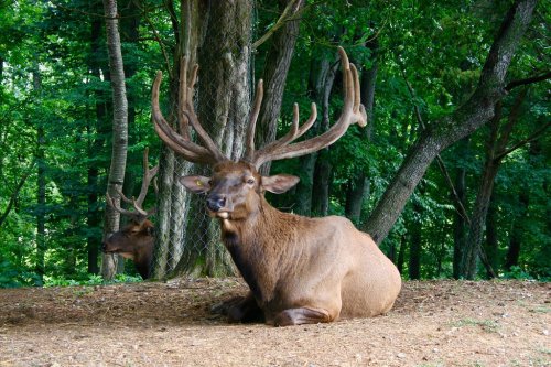 A large elk with impressive antlers rests on the ground in a forested area, surrounded by trees.