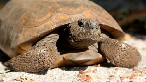 A close-up of a tortoise resting on sandy ground, showcasing its textured shell and curious expression.