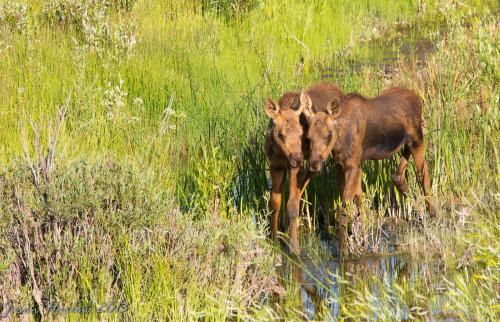 Two young moose calves standing close together in a lush green field near a small body of water.