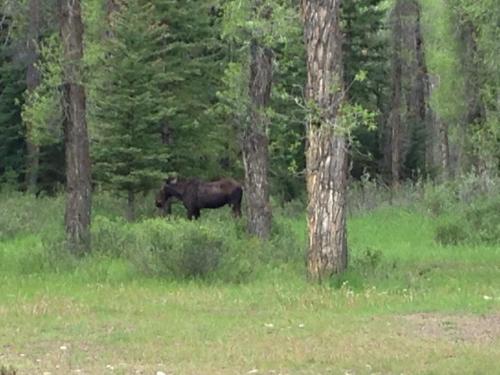 A moose standing in a lush green forest surrounded by tall trees and underbrush.