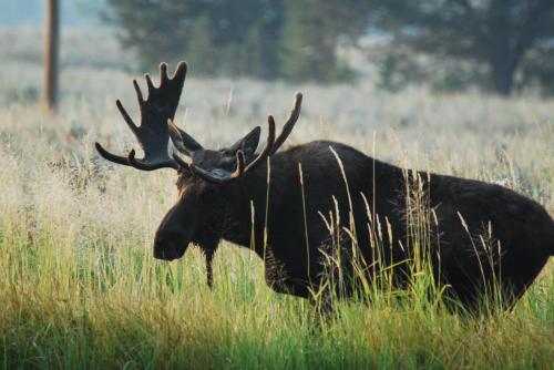 A moose with large antlers stands in a grassy field, surrounded by tall grass and trees in the background.
