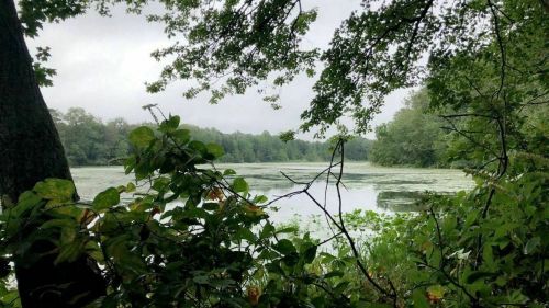 A serene view of a lake surrounded by lush greenery and trees, with a cloudy sky above.