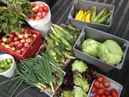 A variety of fresh vegetables and apples arranged in buckets and crates on a truck bed.