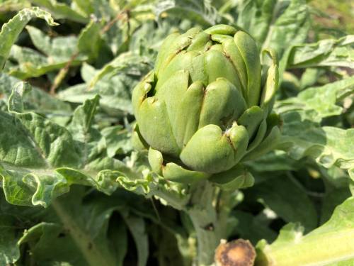 A close-up of a green artichoke surrounded by leafy green foliage.