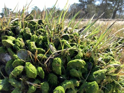 A close-up of green moss covering a cluster of shells, with grass growing among them in a sunny outdoor setting.