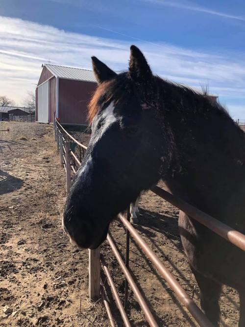 A close-up of a black horse standing by a wooden fence, with a barn and blue sky in the background.