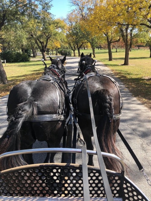 Two black horses in harness pull a carriage down a tree-lined path with autumn foliage.