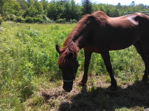 A brown horse grazing in a lush green field surrounded by trees and tall grass.