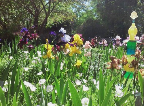 A vibrant garden filled with colorful flowers, including irises and other blooms, surrounded by lush green foliage.