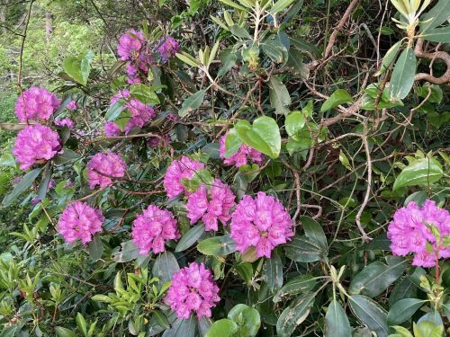 A cluster of vibrant pink rhododendron flowers surrounded by green leaves and foliage.