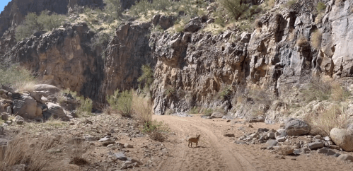 A sandy path winds through rocky cliffs, with a small dog walking along the trail in a desert landscape.