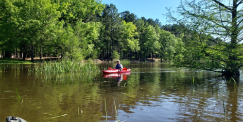 A person paddles a red kayak on a calm lake surrounded by lush green trees and tall grasses.