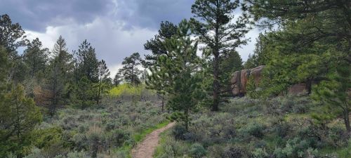 A winding dirt path through a lush green forest with tall trees and rocky outcrops under a cloudy sky.