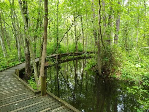 A wooden boardwalk winds through a lush green forest, reflecting in a calm, dark waterway.