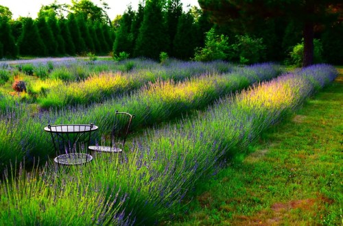 A serene lavender field with two chairs and a small table, surrounded by lush greenery and trees in the background.