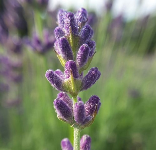 Close-up of lavender flowers with vibrant purple petals against a blurred green background.