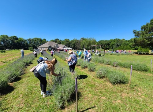 Visitors explore a lavender field on a sunny day, with a building and tents in the background.