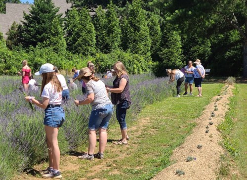 People picking lavender in a sunny field, surrounded by lush greenery and rows of purple flowers.