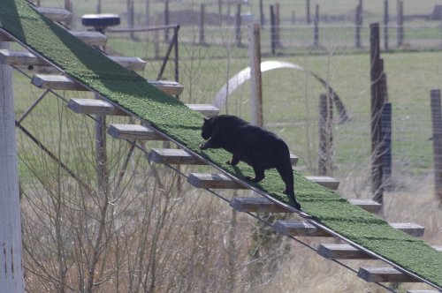 A black dog climbs a grassy ramp in a rural setting, surrounded by fields and wooden fences.
