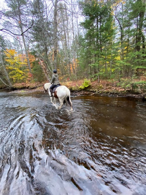 A person riding a white horse through a shallow stream in a forest with autumn foliage.