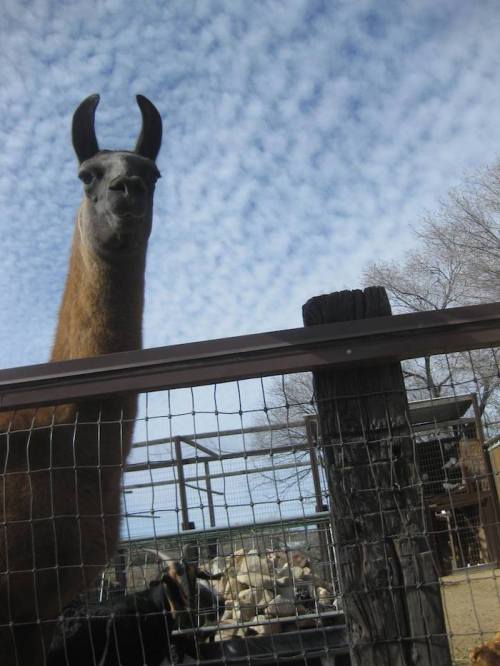 A llama peeks over a wooden fence under a cloudy blue sky at a farm or zoo.