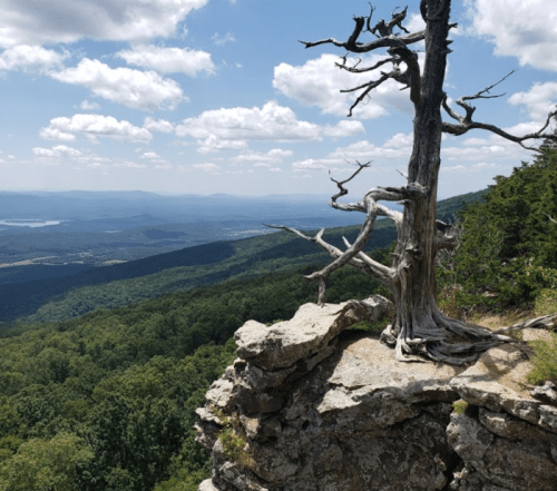 A gnarled tree stands on a rocky outcrop, overlooking a lush green valley and distant mountains under a blue sky.