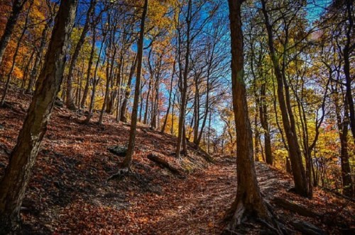 A sunlit forest path surrounded by trees with vibrant autumn leaves and a clear blue sky.