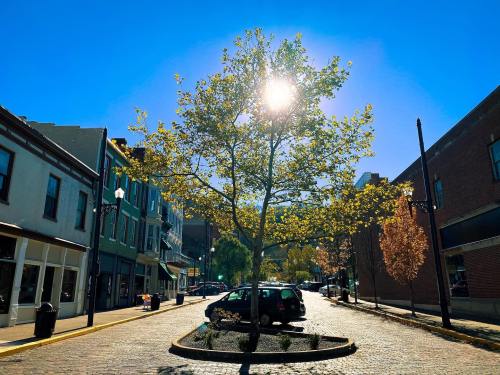 A sunny street scene with a tree in the center, surrounded by buildings and a clear blue sky.