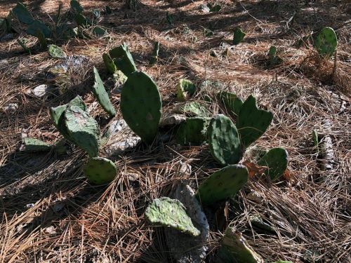 A cluster of prickly pear cacti growing among dry pine needles on the ground.