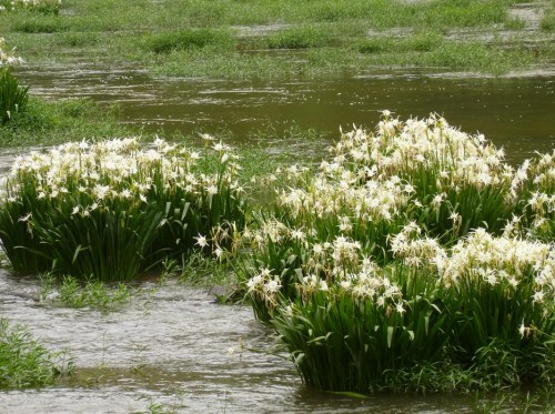 Clusters of white flowers bloom amidst a flooded green landscape, reflecting a serene natural scene.