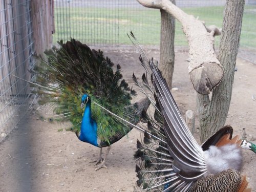 A vibrant peacock displays its colorful feathers in a natural enclosure, with a blurred background of trees and fencing.