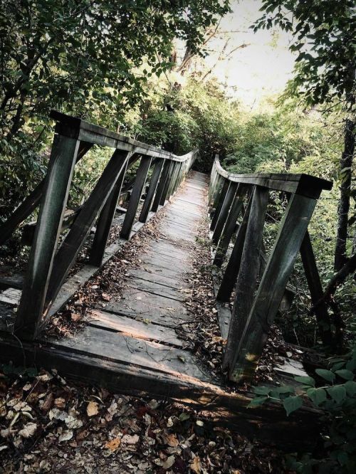 A wooden bridge surrounded by lush greenery, leading into a serene, wooded path. Leaves scattered on the ground.