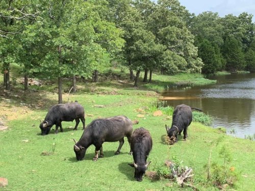 Four black buffalo grazing on green grass near a calm lake, surrounded by trees and rocky terrain.