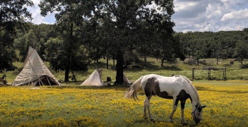 A horse grazes in a field of yellow flowers near teepees and a large tree under a cloudy sky.