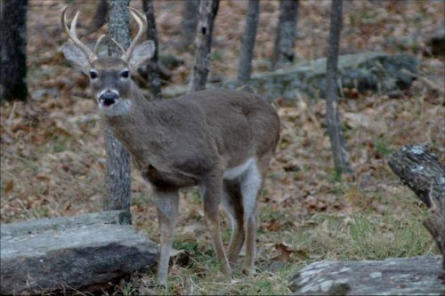 A young deer with antlers stands in a forested area, surrounded by trees and rocks.