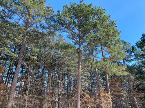 Tall pine trees against a clear blue sky, with some greenery and hints of brown foliage below.