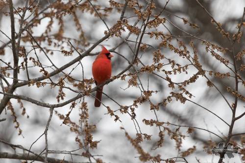 A vibrant red cardinal perched on a branch among bare tree limbs and small buds.