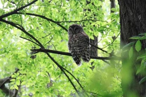 A barred owl perched on a branch surrounded by vibrant green leaves in a forest setting.