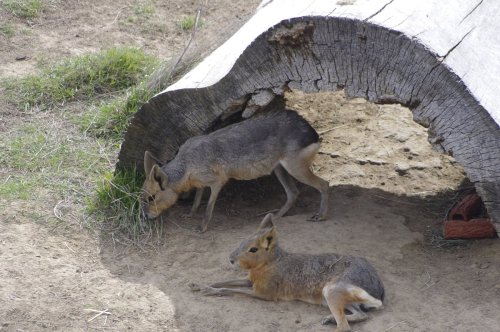 Two small mammals are near a log, one grazing on grass while the other rests on the ground.